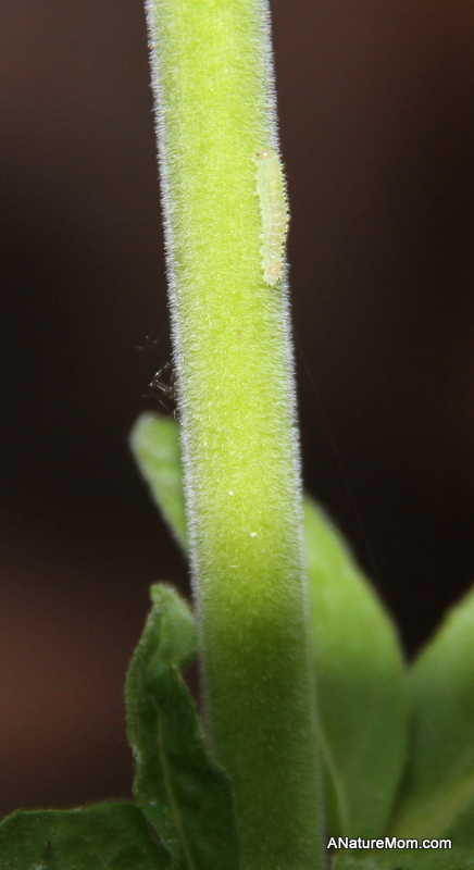 Caterpillar 001