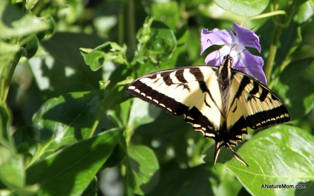 Greg and Sylvia Anniversary Party 014
