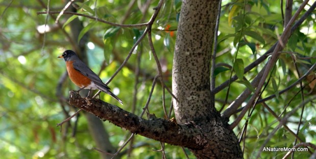 Martin Canyon Creek 014