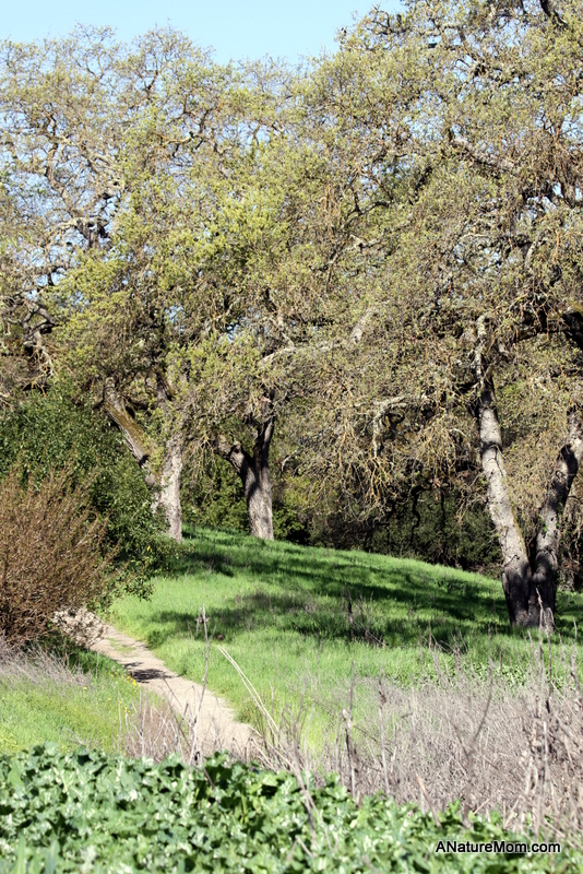 Martin Canyon Creek 020