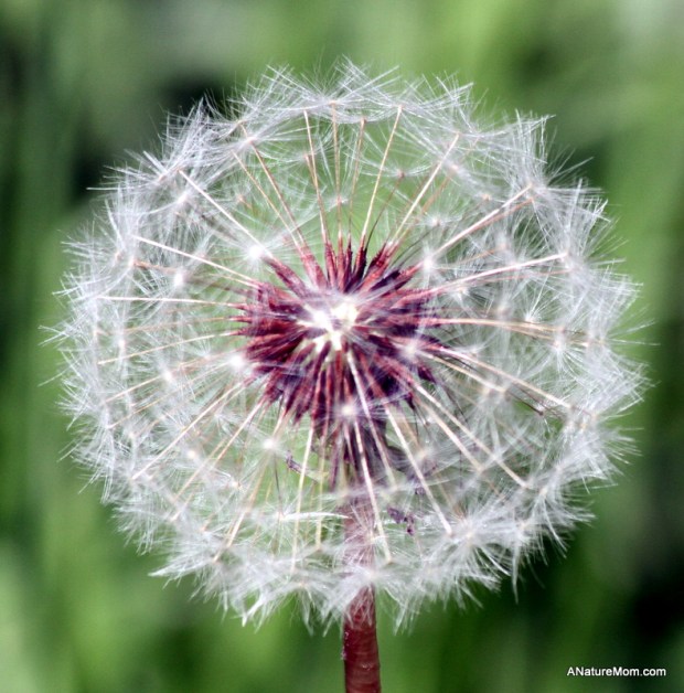 Martin Canyon Creek 025