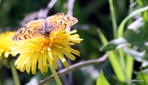 Martin Canyon Creek 036