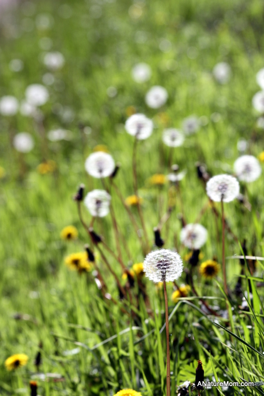Martin Canyon Creek 051