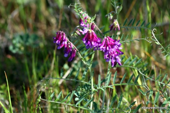 Martin Canyon Creek 060