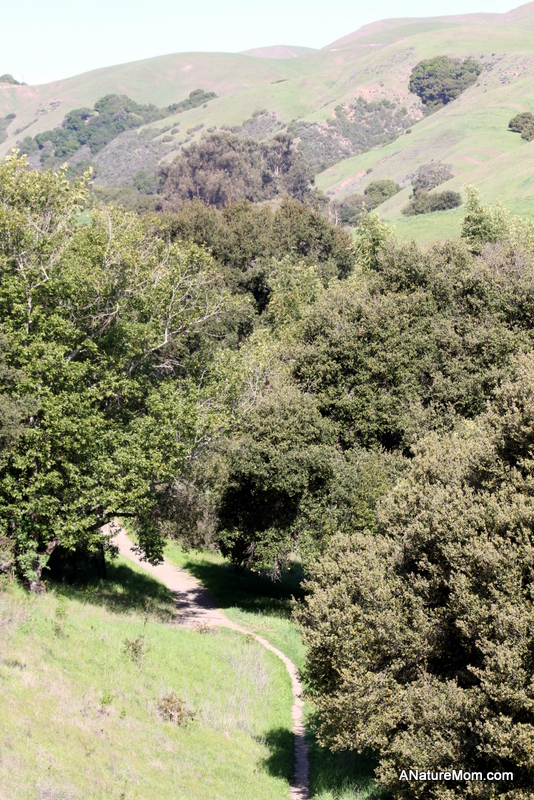 Martin Canyon Creek 061