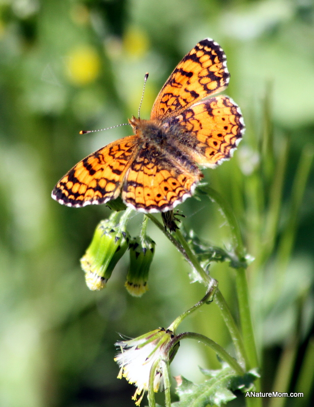 Martin Canyon Creek 069