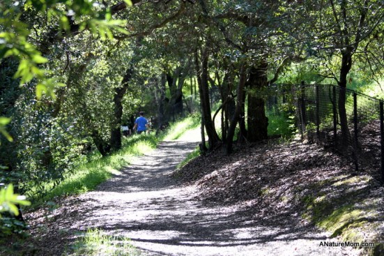 Martin Canyon Creek 091