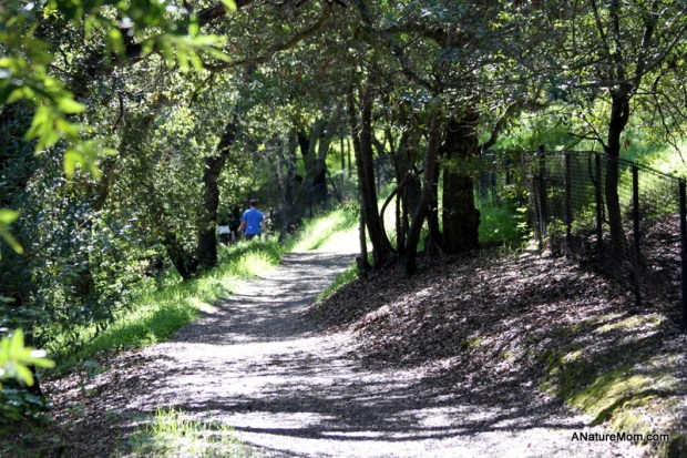 Martin Canyon Creek 091