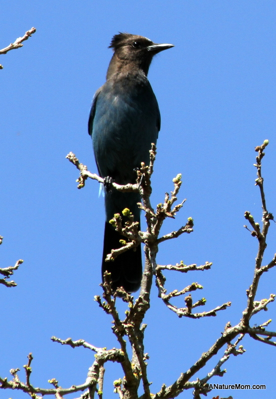 Martin Canyon Creek 098