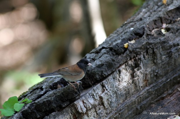 Martin Canyon Creek 102