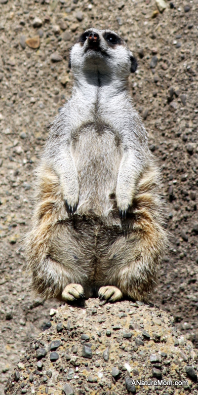 Oakland Zoo Class Trip 023