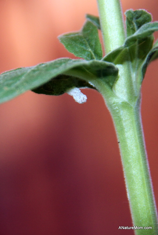 Pupa 001