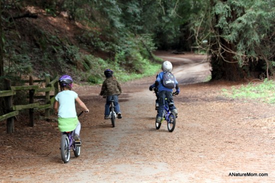 Redwood Bike Ride 014