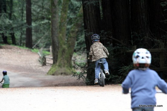 Redwood Bike Ride 028