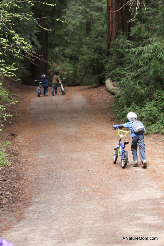 Redwood Bike Ride 030