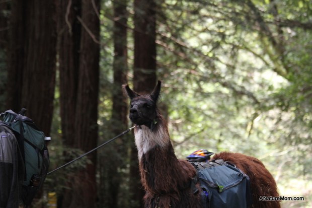 Redwood Bike Ride 039