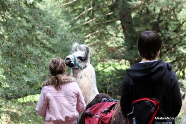 Redwood Bike Ride 043