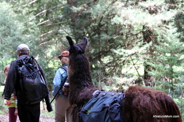 Redwood Bike Ride 045