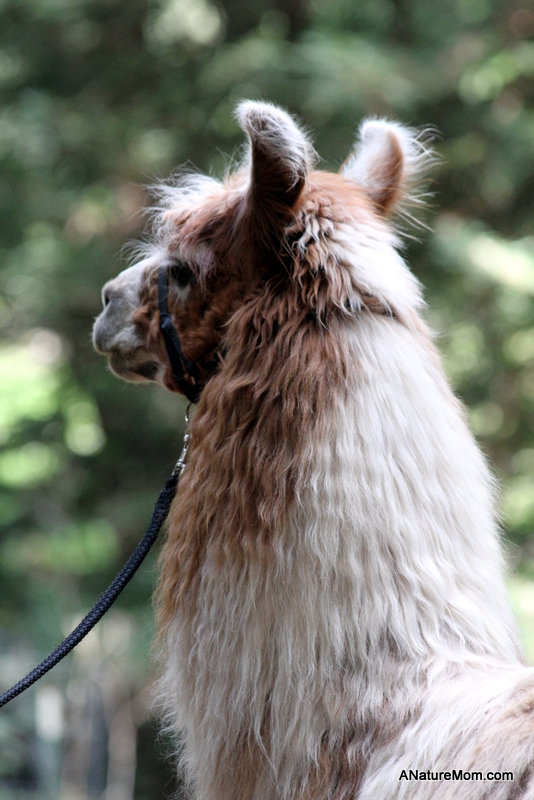 Redwood Bike Ride 047