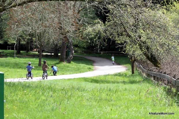 Redwood Bike Ride 052