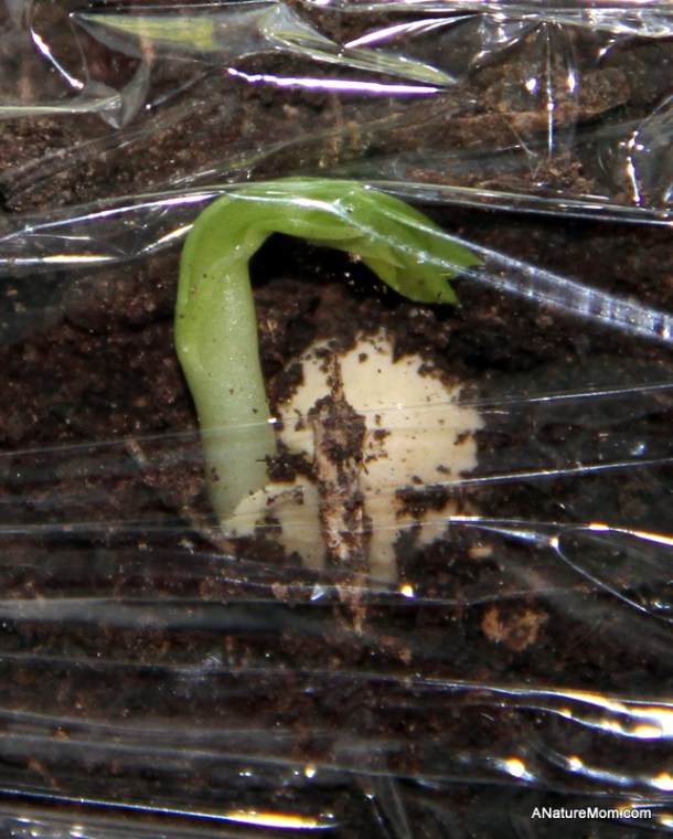 Seed Experiment Day 8 002
