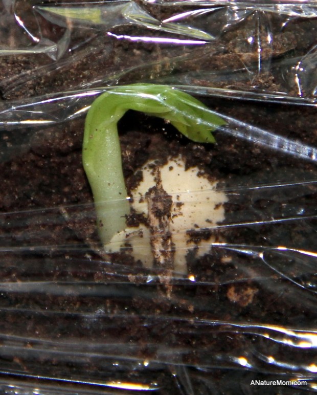 Seed Experiment Day 8 002