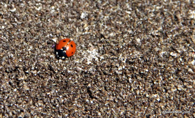 Stinson Beach Earth Day 102