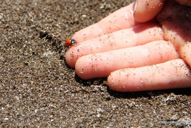 Stinson Beach Earth Day 103