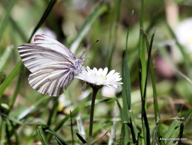 Swim Lesson Bike Ride 049