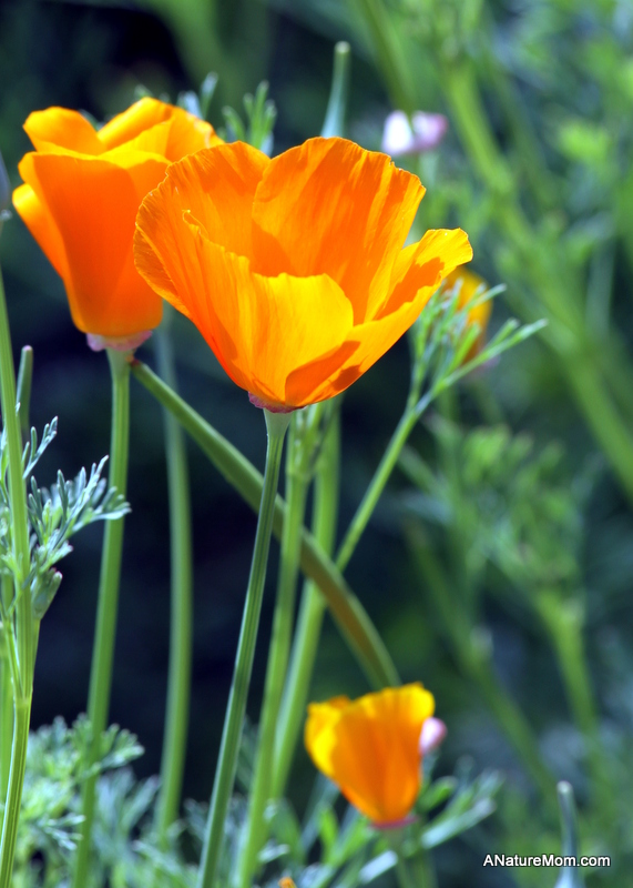 Lake Chabot Flowers 001