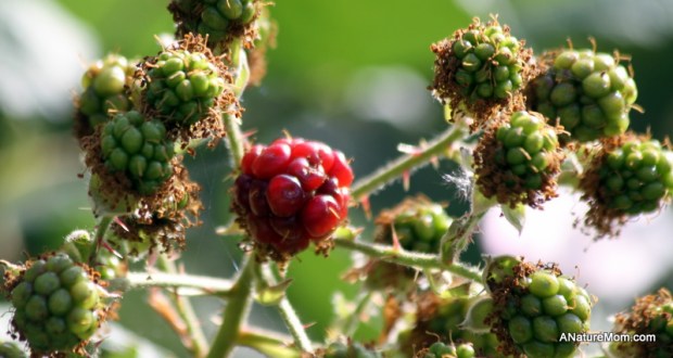 Lake Chabot Flowers 014