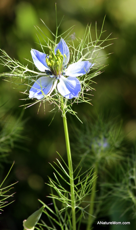 Lake Chabot Flowers 018-001