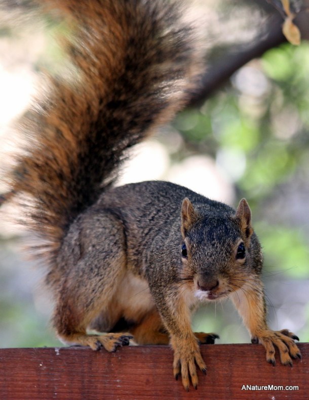 New Squirrel 002