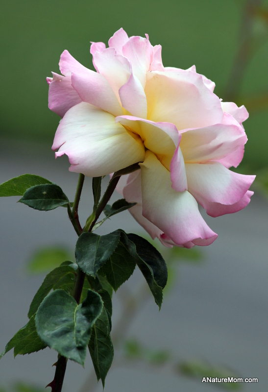 Osage Roses 046