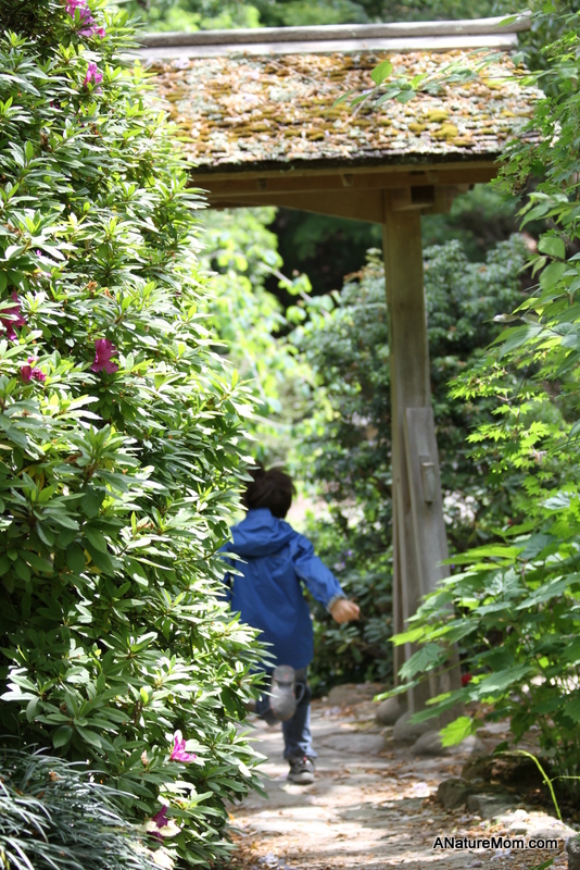 UC Berkeley Botanic Garden 015