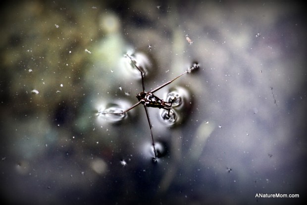 UC Berkeley Botanic Garden 019-001