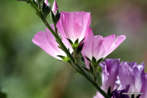 UC Berkeley Botanic Garden 034