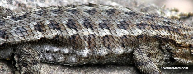 UC Berkeley Botanic Garden 060-001
