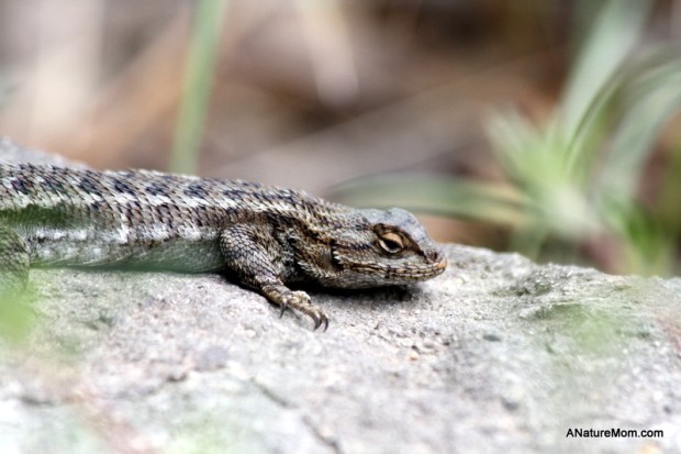 UC Berkeley Botanic Garden 062