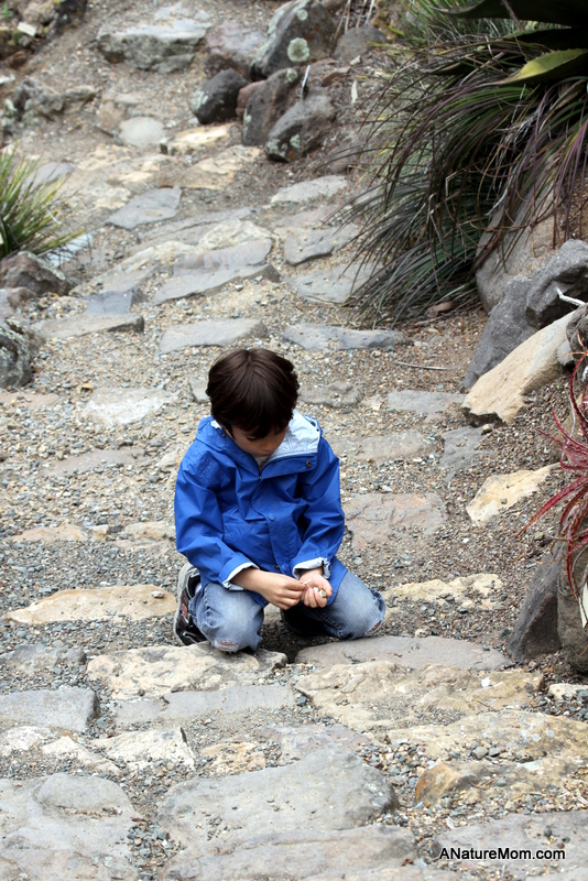 UC Berkeley Botanic Garden 155