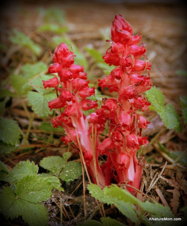 Yosemite May 2013 002