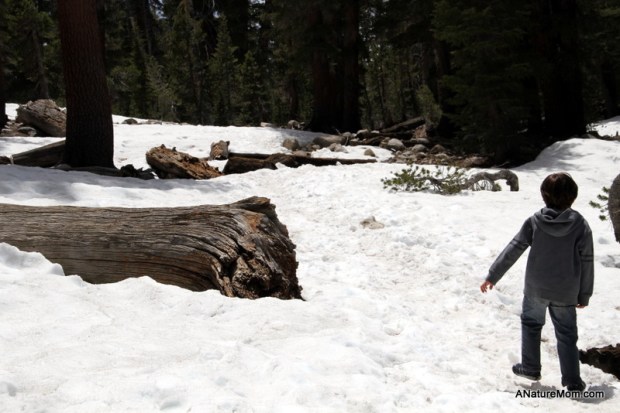 Yosemite May 2013 024