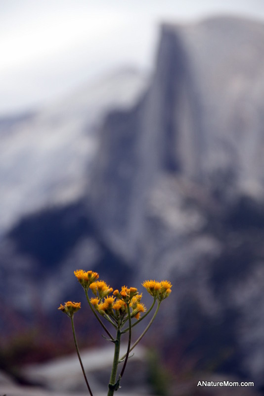 Yosemite May 2013 025