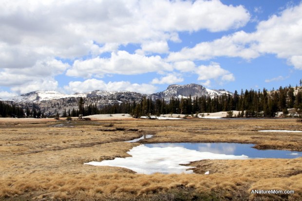Yosemite May 2013 034