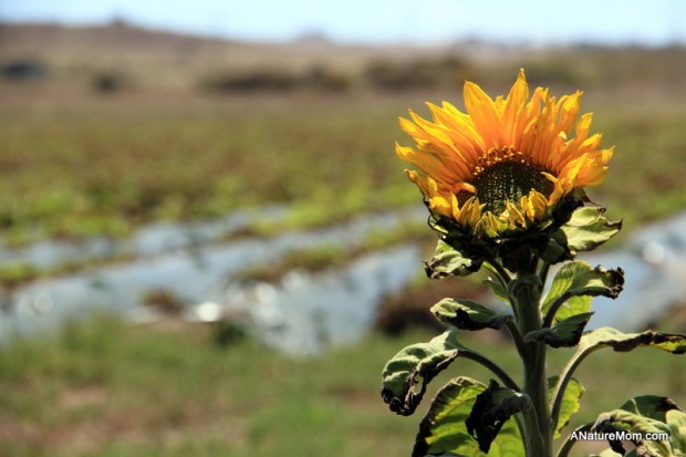 Butano Camp Trip 044