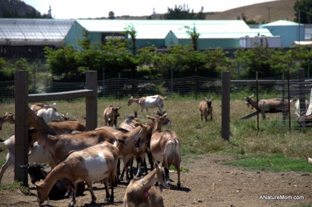Butano Camp Trip 110