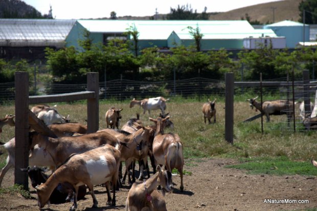 Butano Camp Trip 110