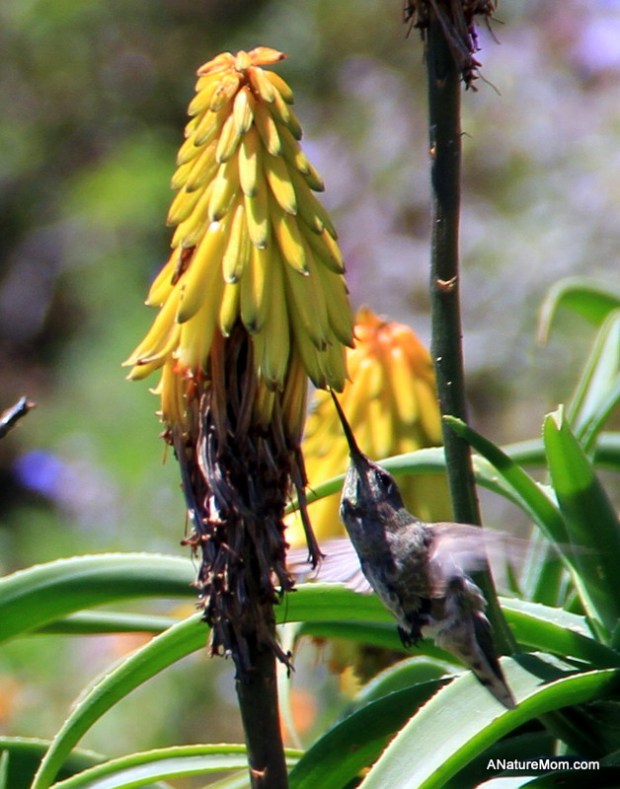 Butano Camp Trip 120