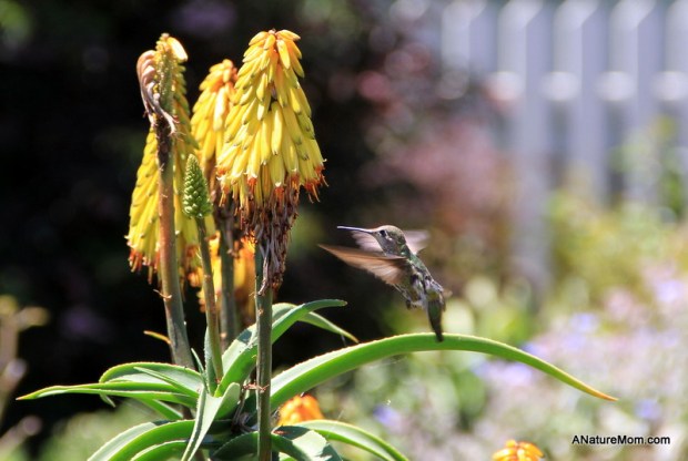 Butano Camp Trip 130