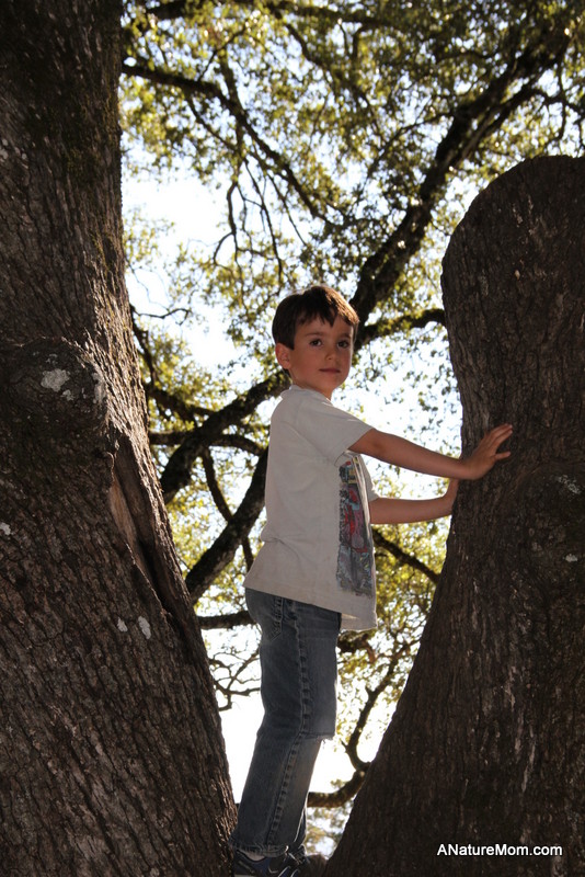 Camping Mount Diablo 029